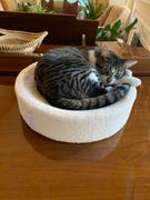 Tuft + Paw Kip Cat Cushion Review