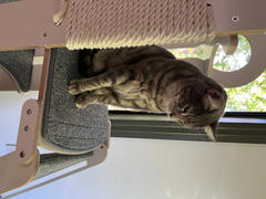 Tuft + Paw Milo Cat Tree Review