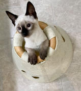 Tuft + Paw Peekaboo Cat Bed Review