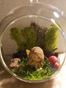 tableclothsfactory.com Set of 4 | 7 Air Plant Glass Terrarium Globe Hanging Plant Holders Review