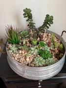 tableclothsfactory.com Set of 3 | Multi Colored Fake Succulents | 8 Aloe Cactus Decorative Artificial Plants Review