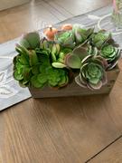tableclothsfactory.com Set of 3 | 12 Assorted Artificial Succulent Plants Echeveria Long Stem Air Plants Review