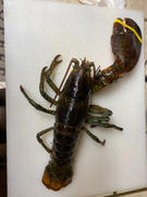 Get Maine Lobster Buy 4 Fresh Maine Lobsters (1.1 - 1.2 lb) | Get 4 LBs Mussels FREE Review