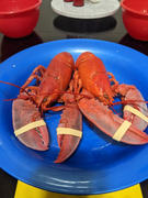 Get Maine Lobster 6 Live Maine Lobsters (1.1 - 1.2lb) Review