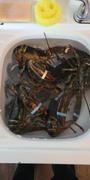 Get Maine Lobster Six Pack Live Lobsters Review