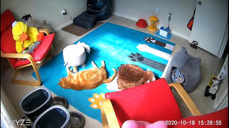 DecorZee Teal Cartoon Kitty Cat Paws Area Rug Floor Mat Review