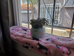 Shopzoki Ebbo Frog Planter Review