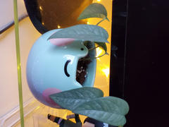Shopzoki Ebbo Frog Planter Review