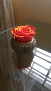 Eternal Roses® Mini Tiffany Eternal Luxury Rose Review