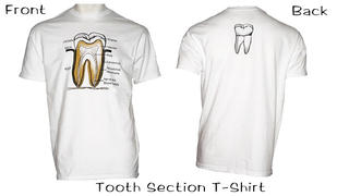 SurgicalCaps.com Tooth Section T Shirts Review
