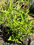 Mudbrick Herb Cottage Mexican Tarragon Review