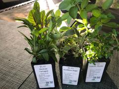 Mudbrick Herb Cottage Salvia officinalis 'Icterina' 'Golden Sage' Review