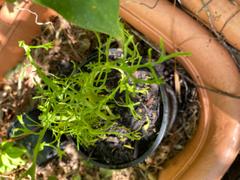 Mudbrick Herb Cottage Asian Greens - Mustard Streaks Review