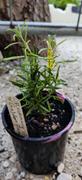 Mudbrick Herb Cottage Rosemary - Golden Rain Rosemary Review