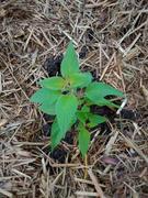 Mudbrick Herb Cottage Salvia elegans 'Pineapple Sage' Review