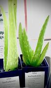 Mudbrick Herb Cottage Aloe barbadensis Review