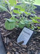 Mudbrick Herb Cottage Nepitella Review