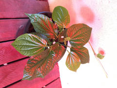 Mudbrick Herb Cottage Vegetable Pepper / Betel Leaf Review