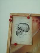 Animus Medicus GmbH Schädelknochen Anatomie Review