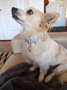 Pawsonify Boba Pet Tag Review