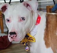 Pawsonify Sesshomaru Collar Review