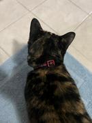 Pawsonify Akatsuki Collar Review