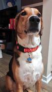 Pawsonify Promare Galo Collar Review