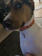 Pawsonify Naruto Collar Review