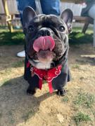 Pawsonify Rogue Ninja Collar Review