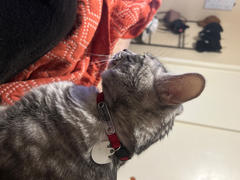 Pawsonify Rogue Ninja Collar Review