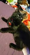 Pawsonify Akatsuki Pet Tag Review