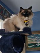 Pawsonify Sesshomaru Collar Review