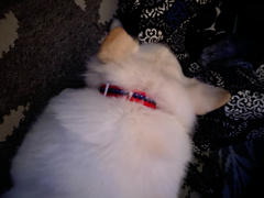 Pawsonify Inuyasha Collar Review