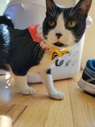 Pawsonify Sesshomaru Collar Review