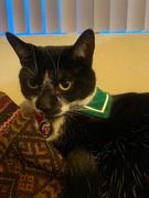 Pawsonify Kagome Collar Review