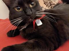 Pawsonify Shikon Jewel Shards Pet Tag Review