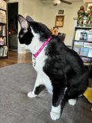 Pawsonify Boruto Collar Review