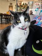 Pawsonify Boruto Collar Review
