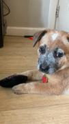 Pawsonify Strawberry Pet Tag Review