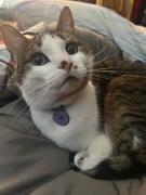 Pawsonify Rinnegan Pet Tag Review