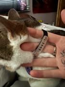 Pawsonify Rinnegan Pet Tag Review