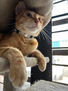 Pawsonify Sand Ninja Collar Review