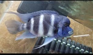 Super Cichlids NorthFin Jumbo Fish Review