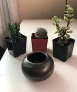 Pistils Nursery Succulent and Cactus Assortment Review