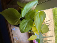 Pistils Nursery Philodendron hederaceum 'Lemon Lime' Review