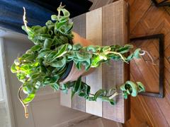Pistils Nursery Hoya carnosa 'Compacta Variegata' - Variegated Rope Hoya Review