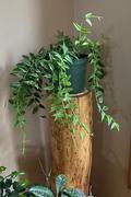 Pistils Nursery Hoya lanceolata bella - Miniature Wax Plant Review