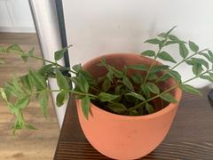 Pistils Nursery Hoya lanceolata ssp. bella - Miniature Wax Plant Review