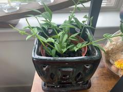 Pistils Nursery Hoya lanceolata ssp. bella - Miniature Wax Plant Review