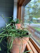 Pistils Nursery Hoya retusa - Grass-Leaved Hoya Review